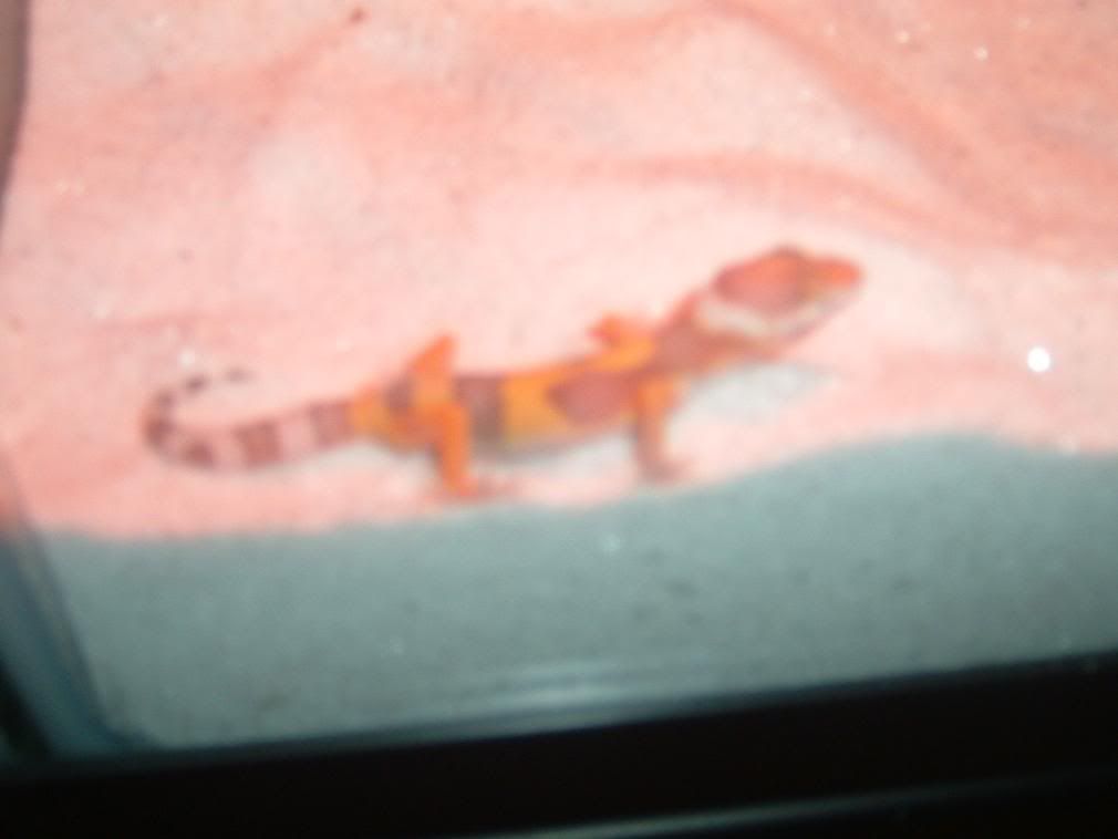 AlbinoLeo.jpg