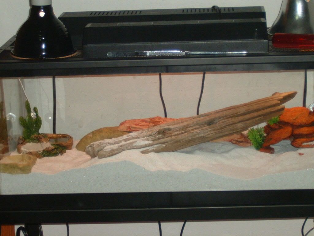 AlbinoandJungeCage2.jpg