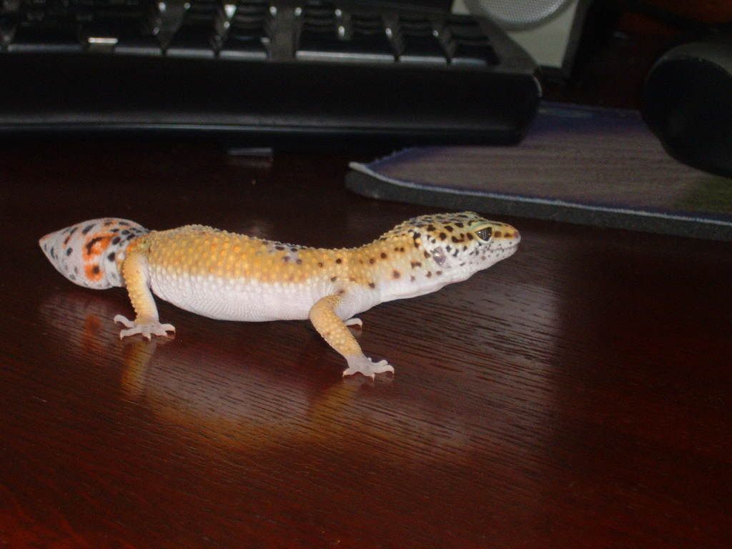 DSCF0004.jpg