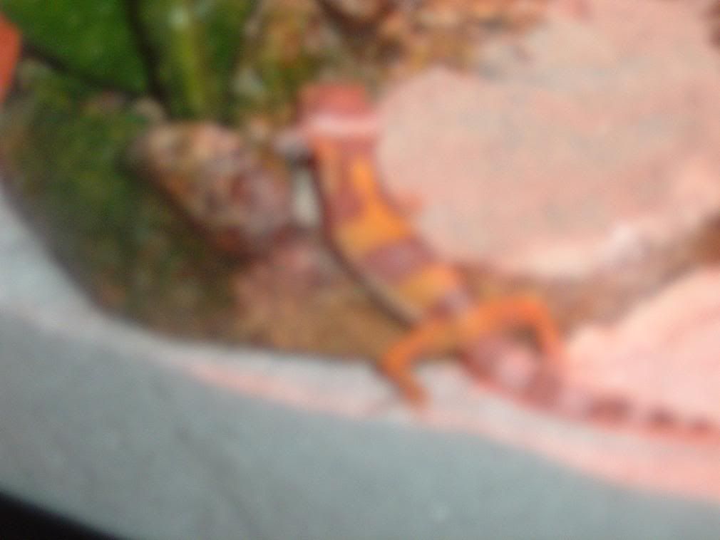 DSCF0007.jpg