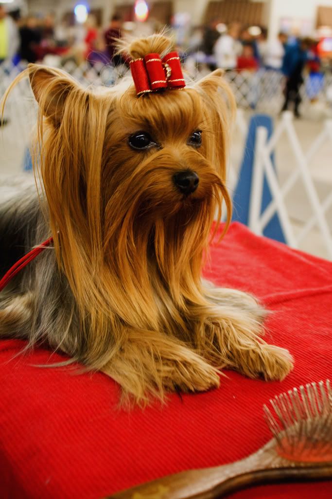 IMAGE: http://i199.photobucket.com/albums/aa145/SouthernSD80MAC/Shimmer.jpg