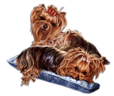 pictures of yorkies with tails