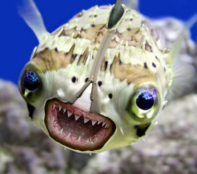 puffer fish puffer fish