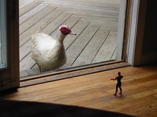 Damn, that's an ugly duck you've got there.
