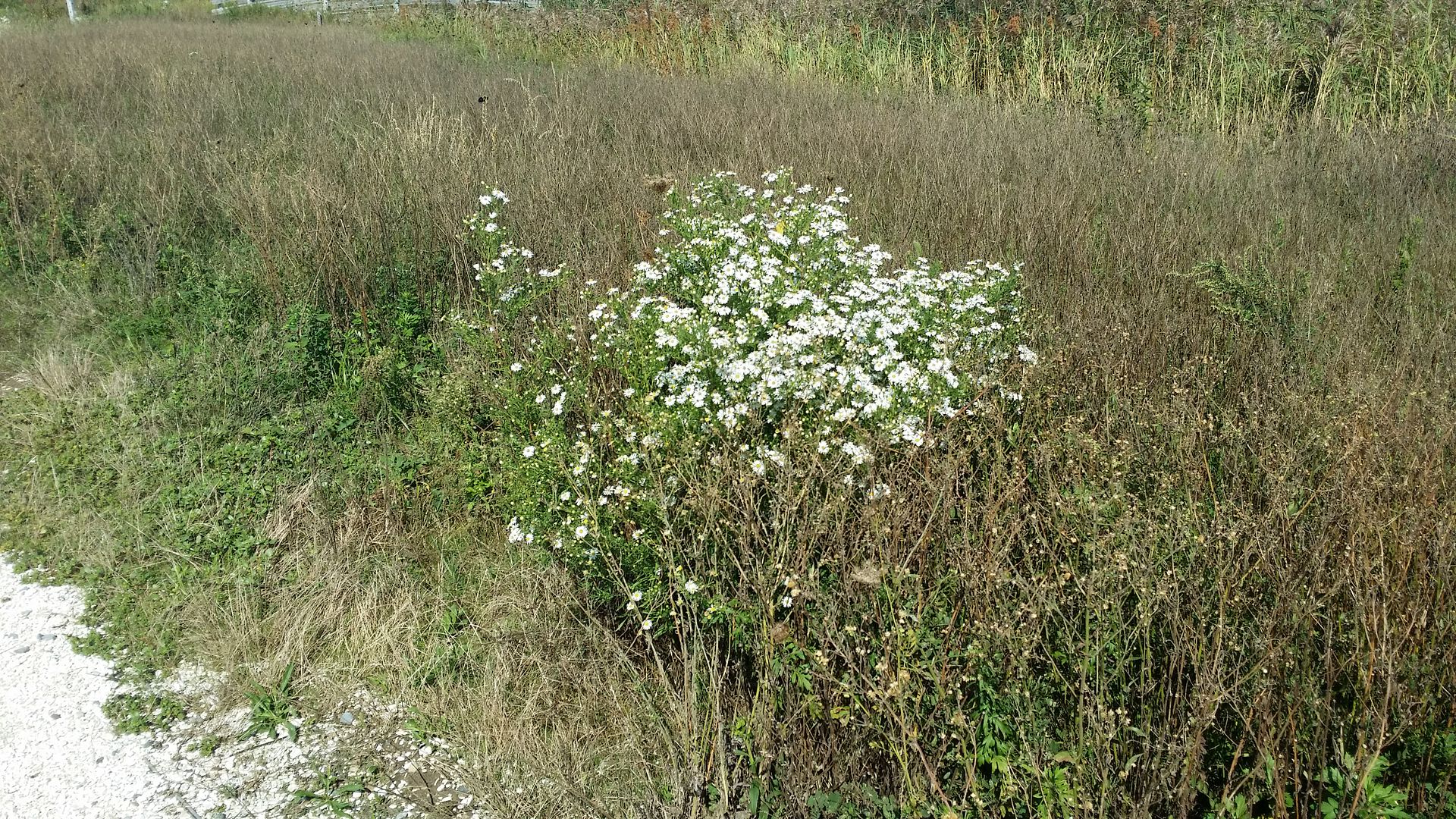  photo 20150918_145648.jpg