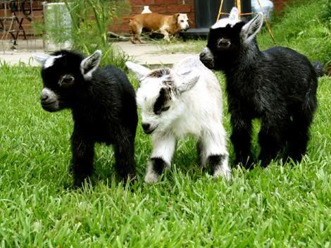 baby_goats.jpg