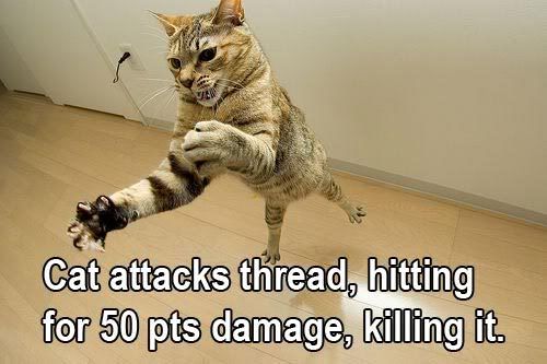 catattacks.jpg