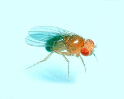 fruitfly.jpg