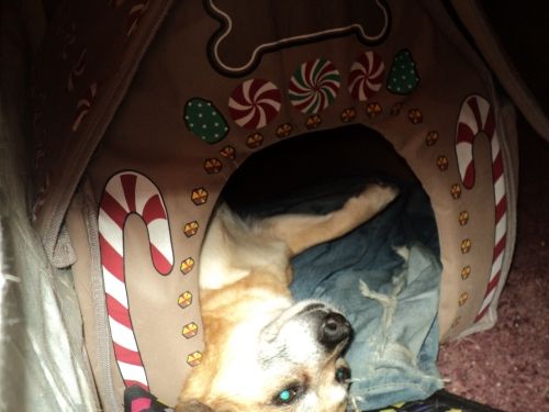 Post a picture of your dog.