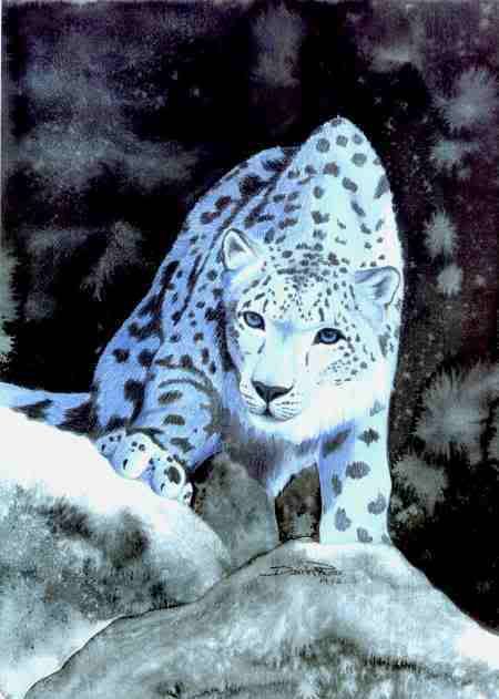 SilverSnowLeopard.jpg Silver Snow Leopard image by naturebydawn