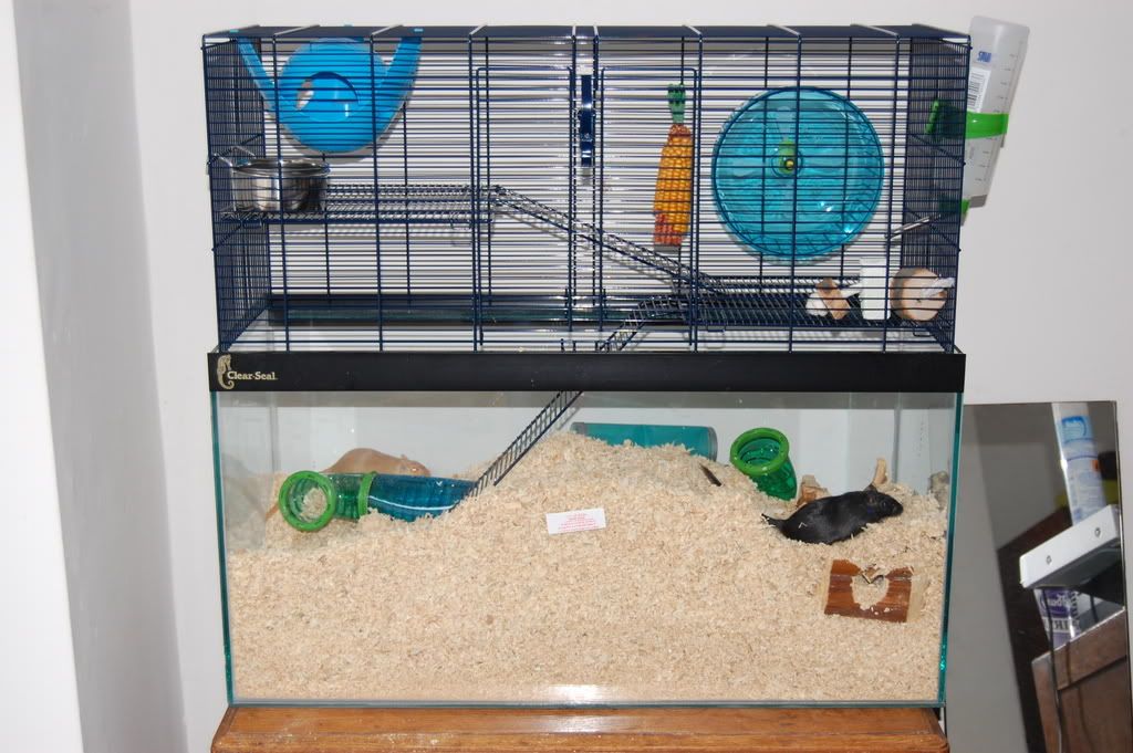 Look at my new gerbil cage/ tank Sheffield Pet Owners Sheffield Forum