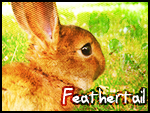 feathertail--bunny.png