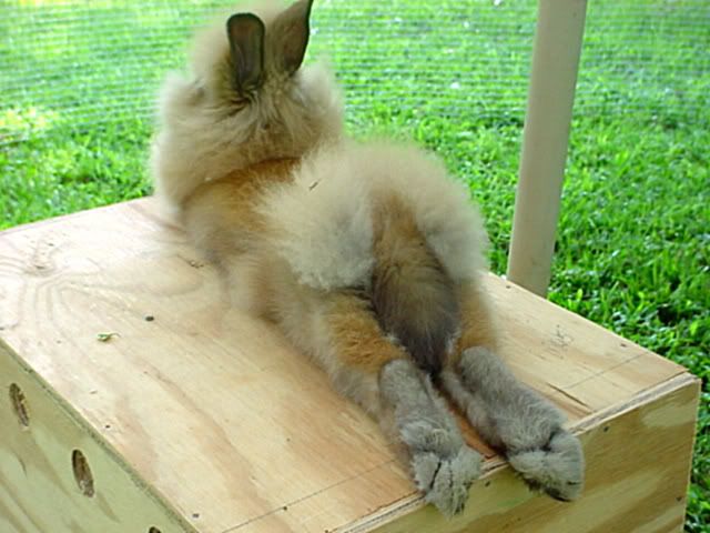 CocoaPuffStrikeaPose001-1.jpg