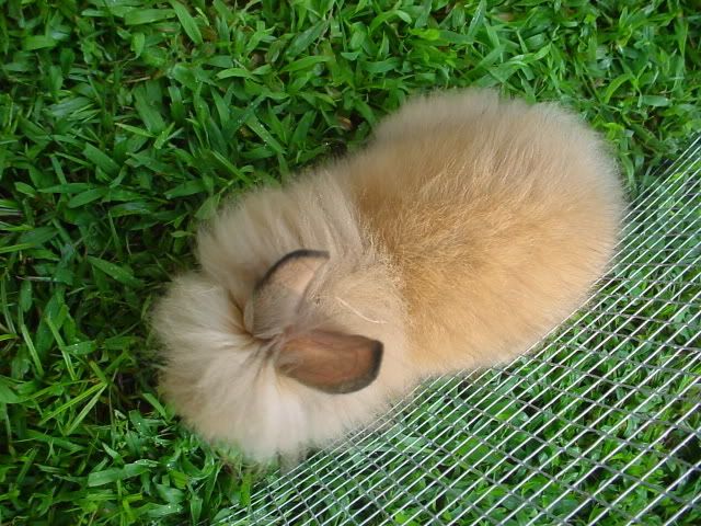 CocoaPuffStrikeaPose010.jpg