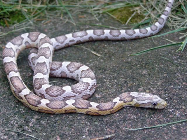 corn-snake-ghost-guyer.jpg