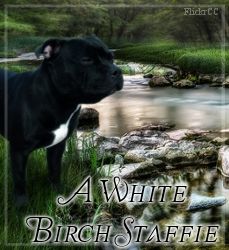 White Birch Kushiels Legacy