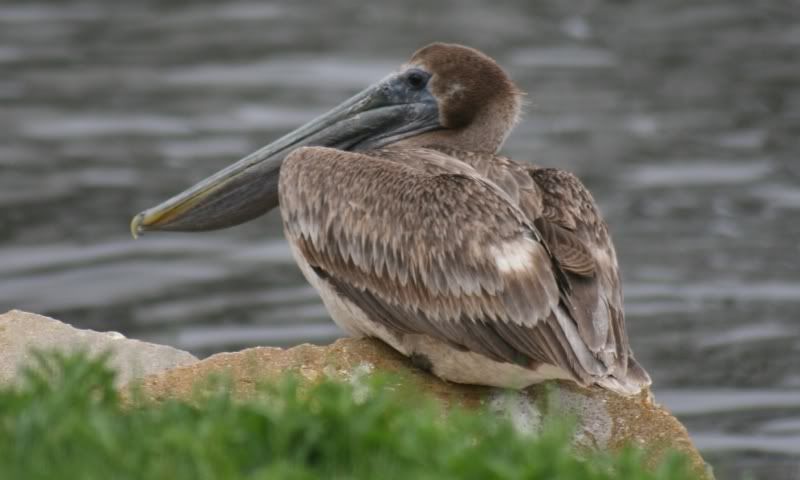 IMAGE: http://i199.photobucket.com/albums/aa246/chiplarsen/Birds/brown_pel.jpg