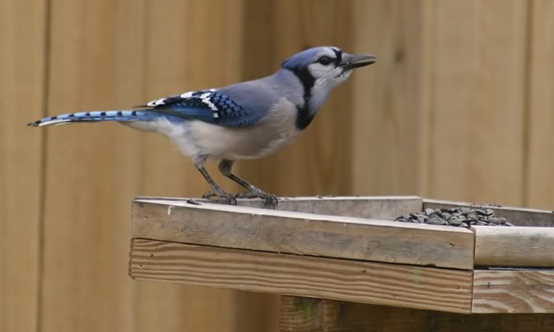 IMAGE: http://i199.photobucket.com/albums/aa246/chiplarsen/Birds/jay.jpg