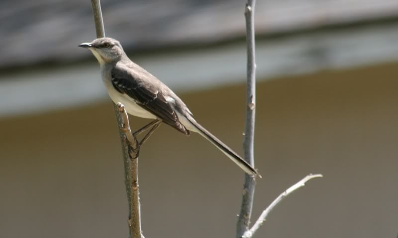 IMAGE: http://i199.photobucket.com/albums/aa246/chiplarsen/Birds/mockingbird.jpg