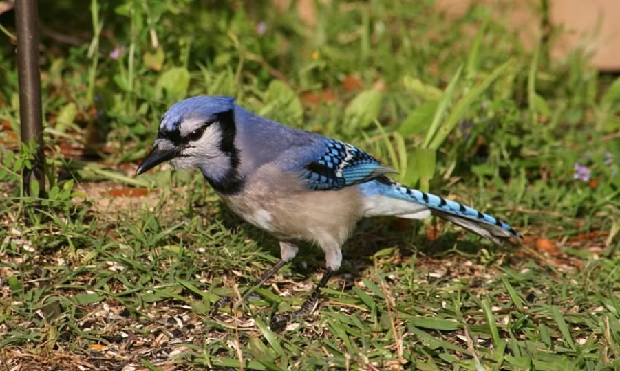 IMAGE: http://i199.photobucket.com/albums/aa246/chiplarsen/jay.jpg