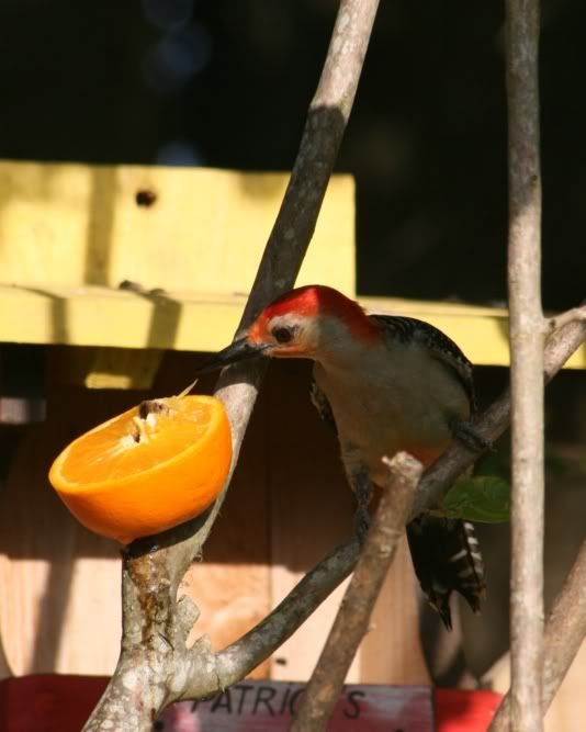 IMAGE: http://i199.photobucket.com/albums/aa246/chiplarsen/woodpecker.jpg