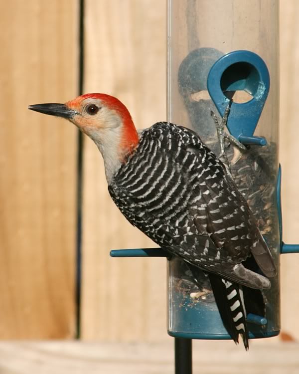 IMAGE: http://i199.photobucket.com/albums/aa246/chiplarsen/woodpecker2.jpg