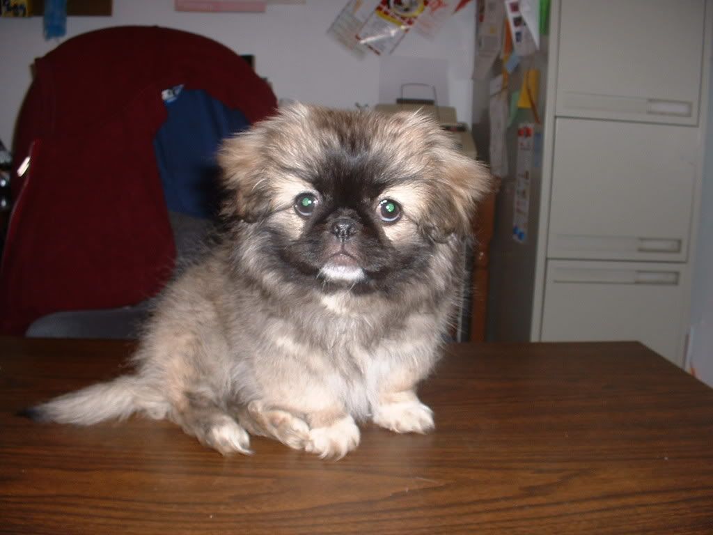 Pekingese Muzzle