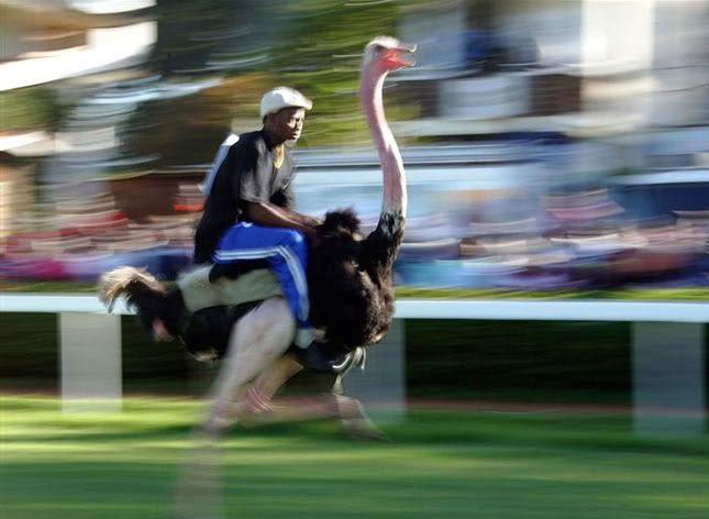 ostrichracer.jpg