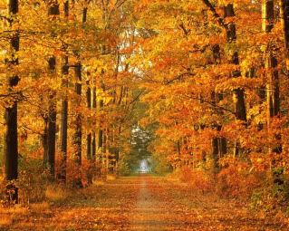 autumn Pictures, Images and Photos