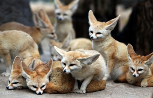 fennecswarm.jpg