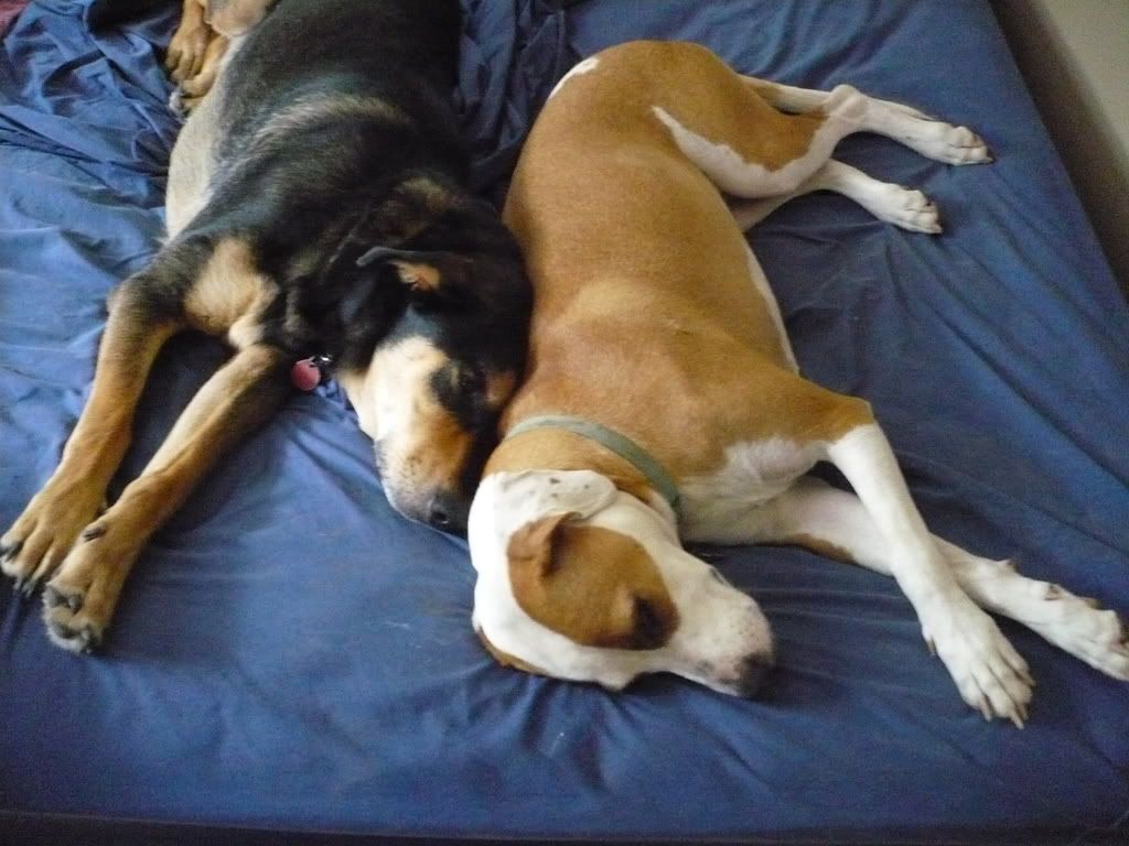 P1000595.jpg sleepy dogs image by scubafork