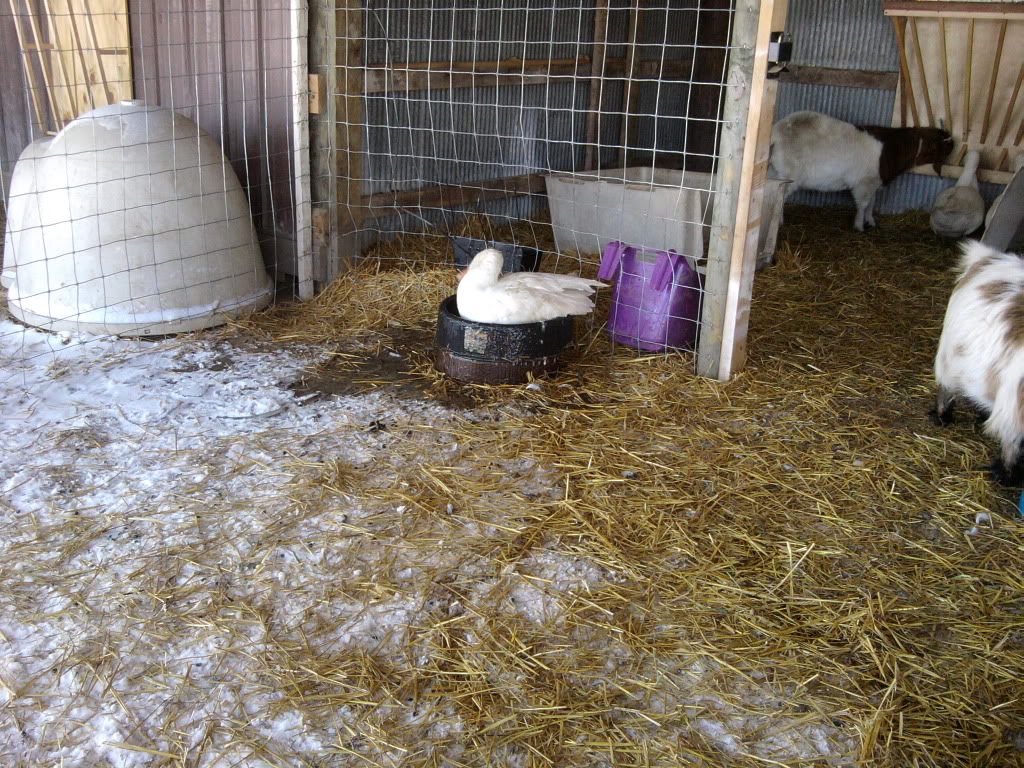 Pictures of the family today. - Goats