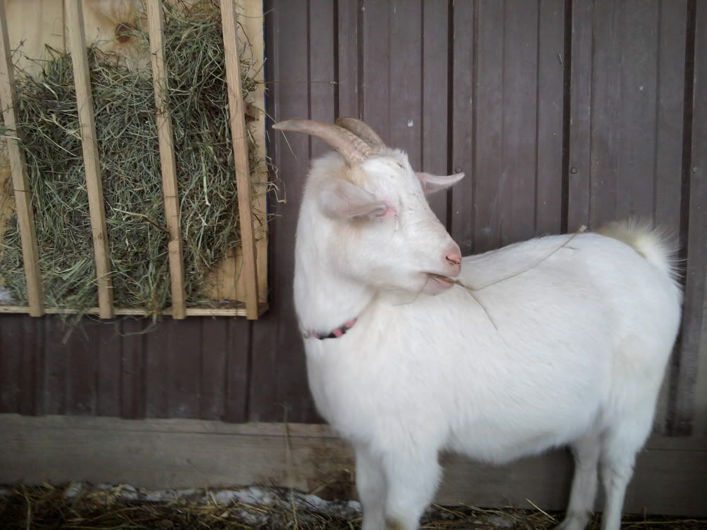 Picture of my new goat from wintrrwolf!! - Goats