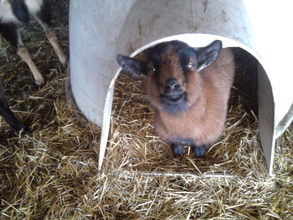 Pictures of the family today. - Goats