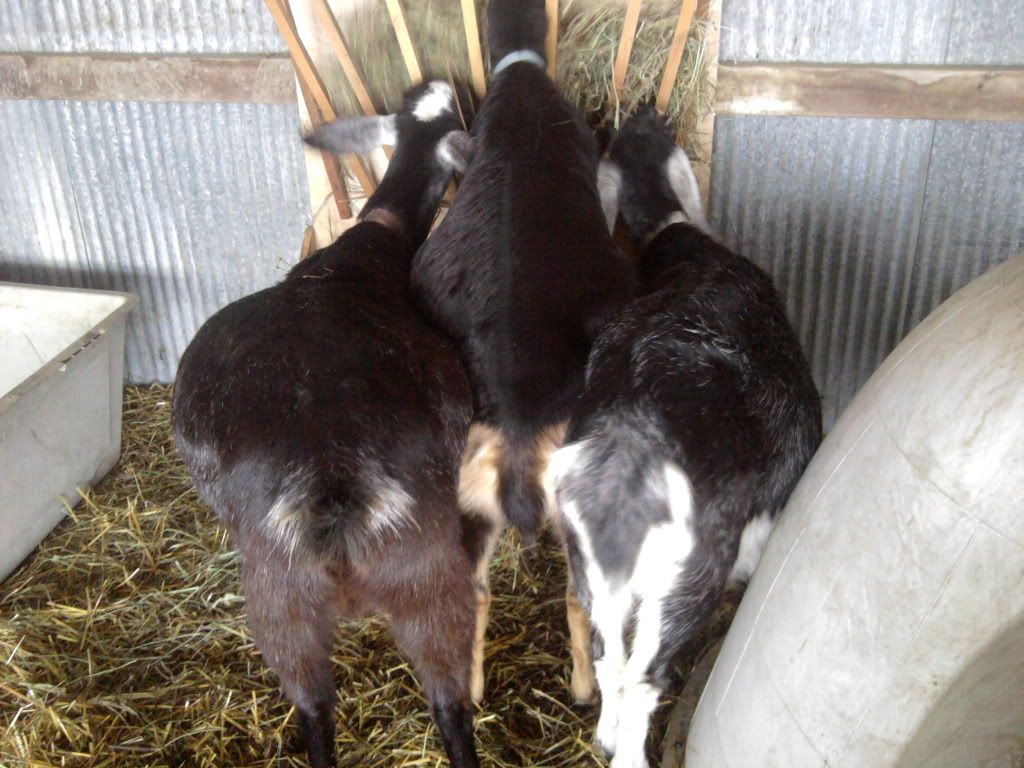 Pictures of the family today. - Goats