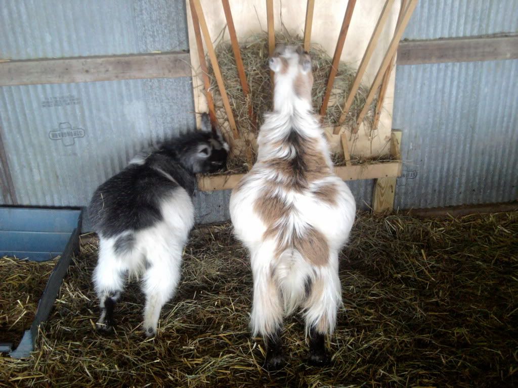 Pictures of the family today. - Goats