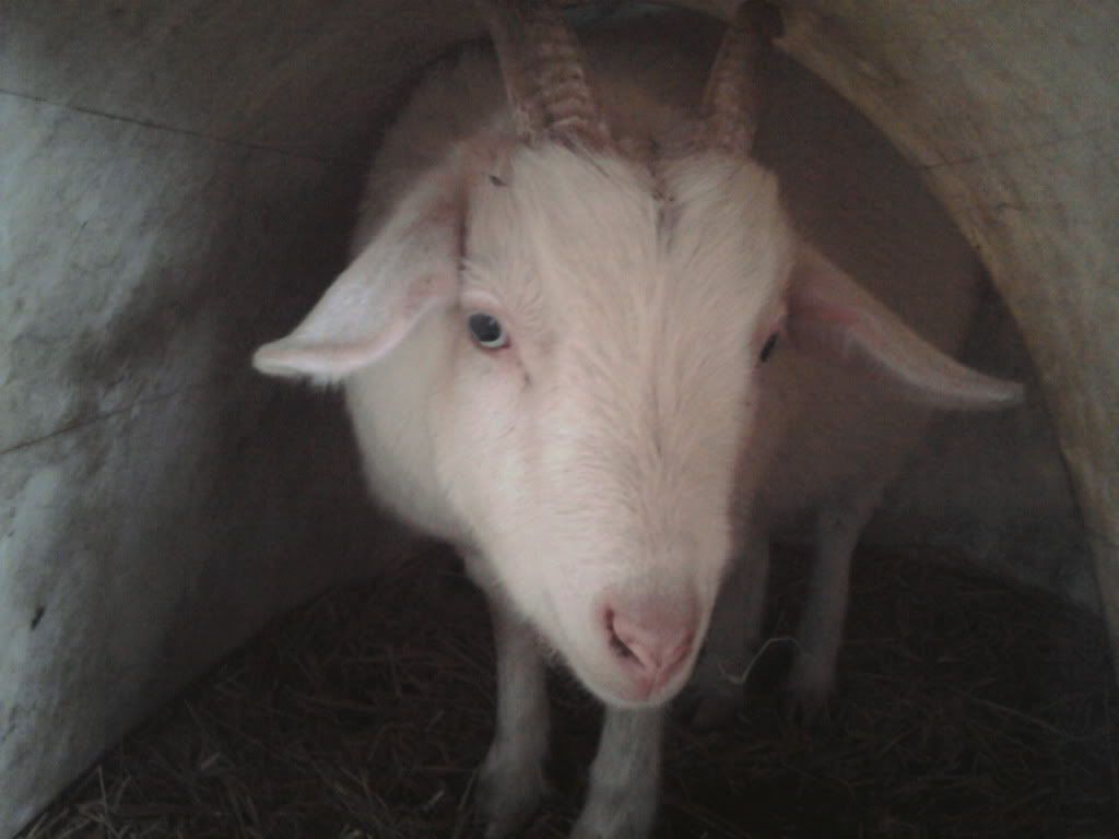 Pictures of the family today. - Goats