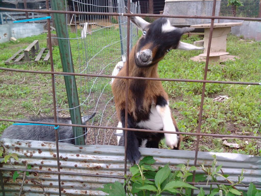 My goat family...finally pictures, hope they show up - Goats