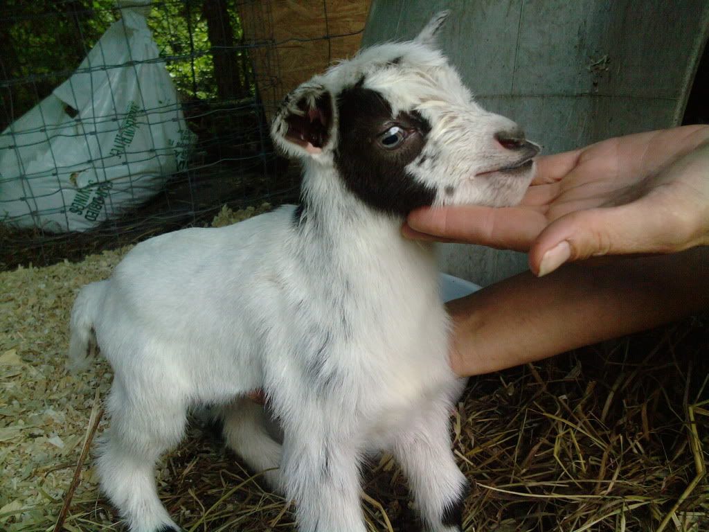 Finally ..Inga had her babies - Goats