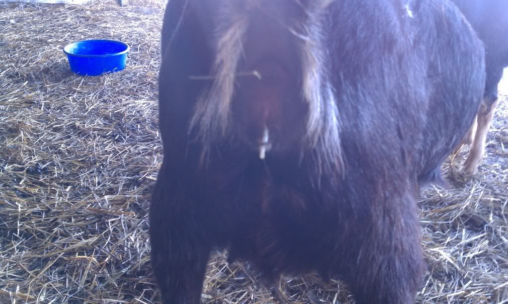 Is this the goo you guys talk about??  picture, not pretty - Goats