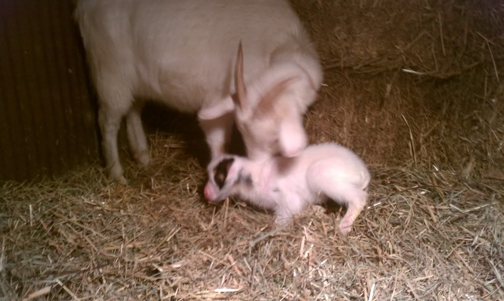 Finally the BLizzard is here!!!!  baby pics - Goats