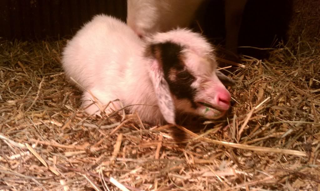 Finally the BLizzard is here!!!!  baby pics - Goats