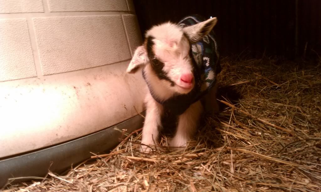 Finally the BLizzard is here!!!!  baby pics - Goats
