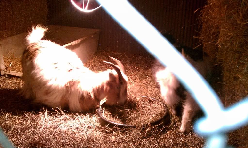 Does this doe look uncomfortable to you? - Goats