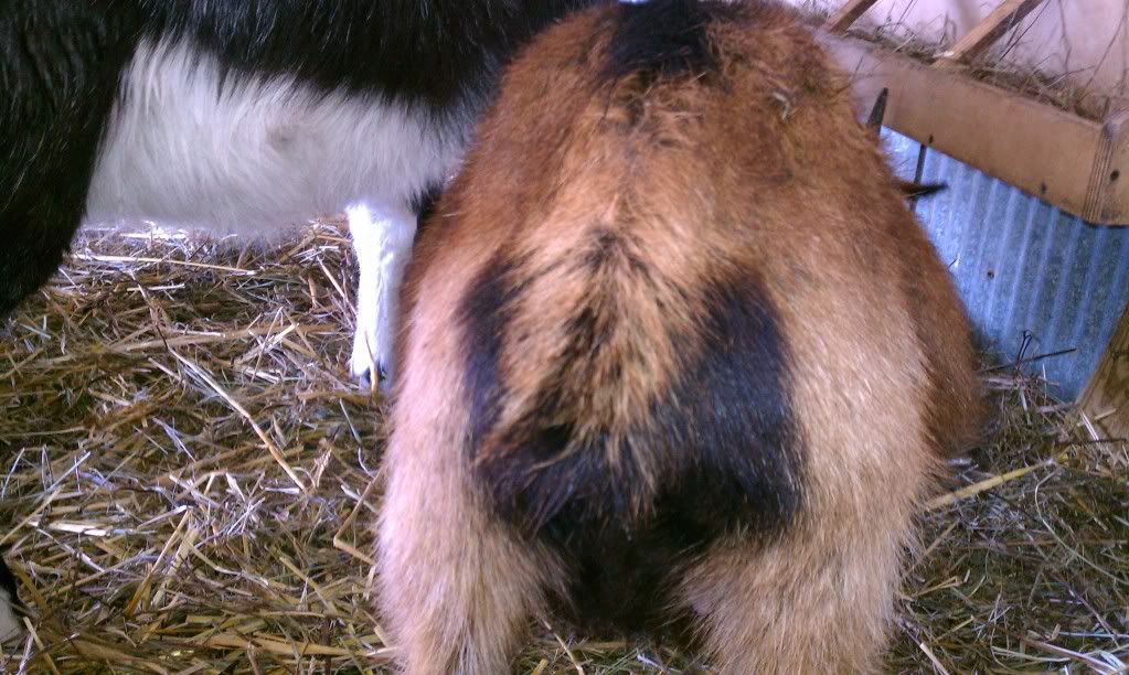 UUUUGGGG!!! These goats are frustrating me!! - Goats