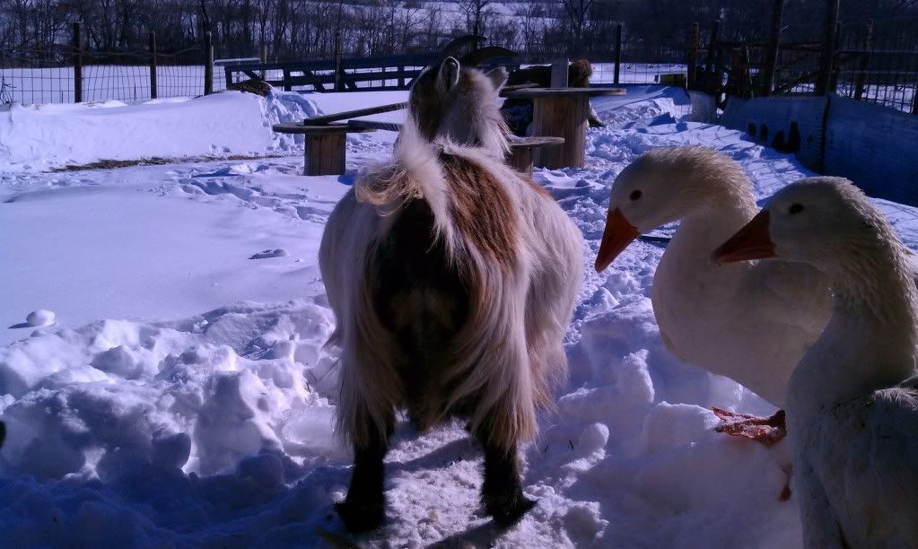 UUUUGGGG!!! These goats are frustrating me!! - Goats