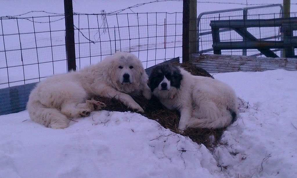 A no baby update, and some pretty cute dogs hangin out! - Goats