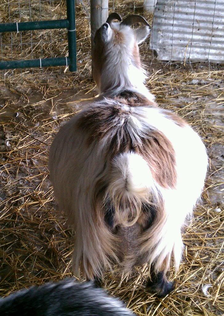 A no baby update, and some pretty cute dogs hangin out! - Goats