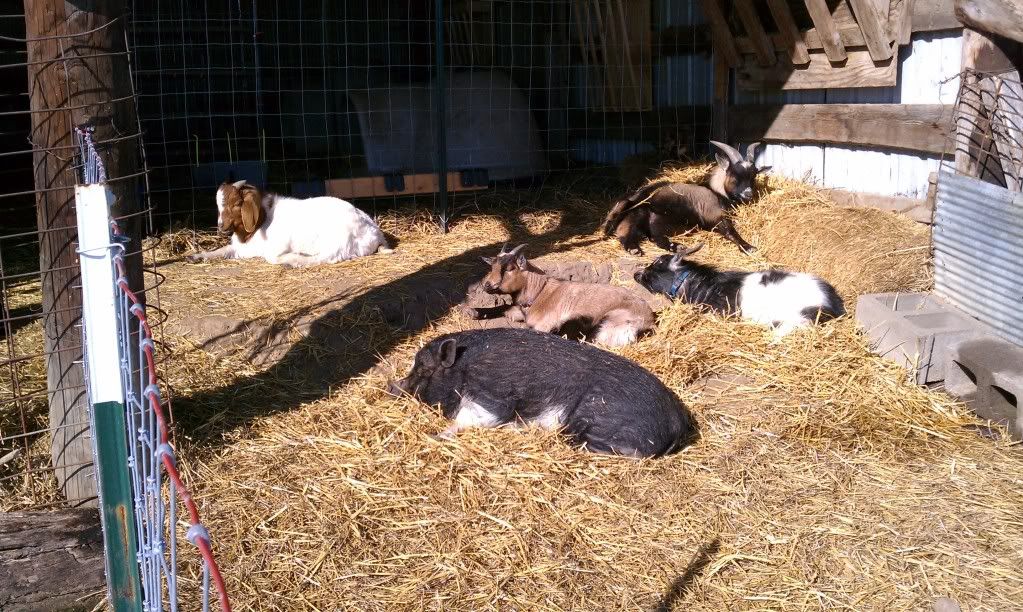 Enjoying some sunshine, and warmer temps today - Goats