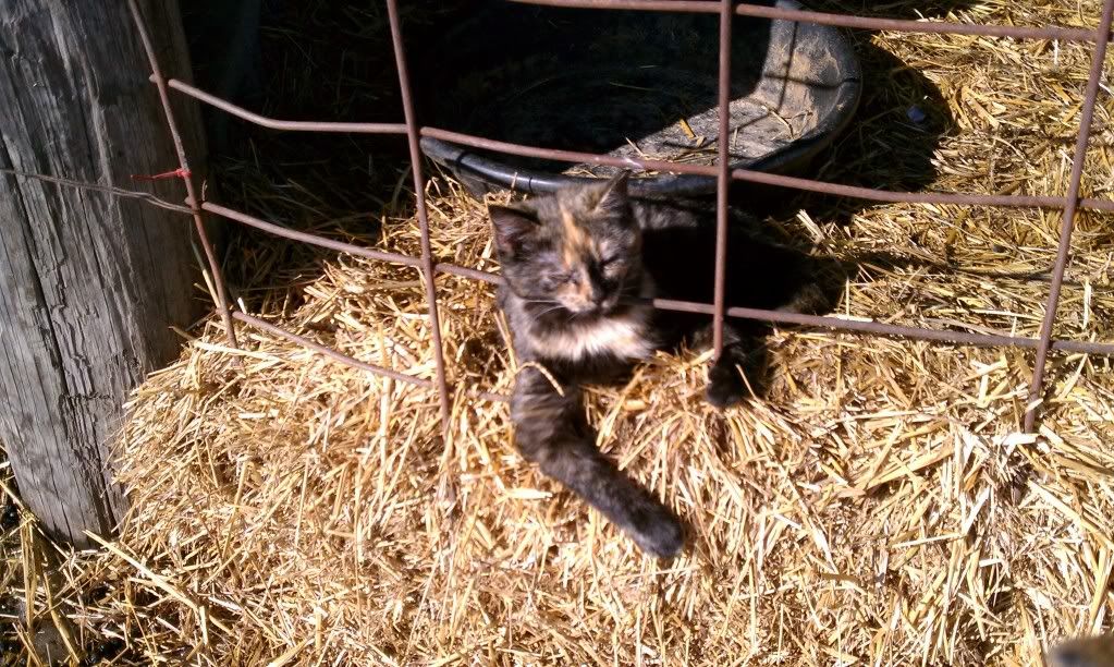 Enjoying some sunshine, and warmer temps today - Goats